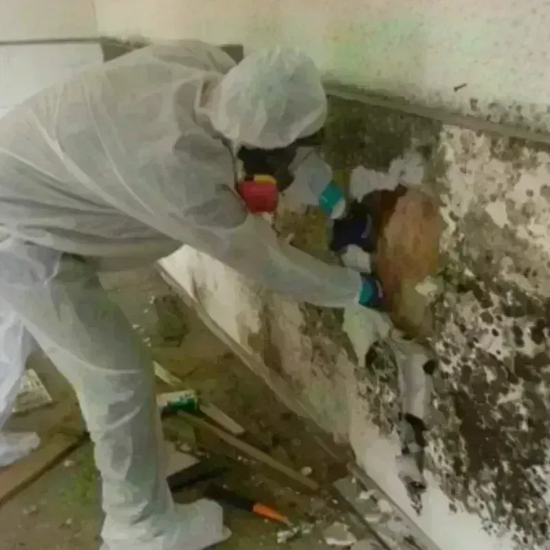 Mold Remediation and Removal in Stoneville, NC